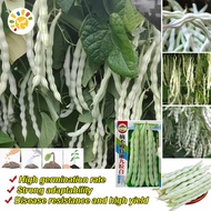 Easy to plant 100% Original White Kidney Bean Seeds 30pcs High Yield White Bean Seeds for Planting P