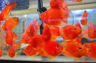 Red Yuan Bao Parrot（4-5inch）