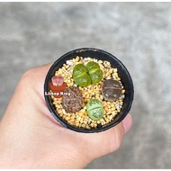 Cute Lithops Plant Combo 4pcs Live plant 生石花屁屁花4颗【Lithops starter package】