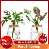 2 Pcs Separated Desktop Plant Terrarium Kit with Wooden Tray &amp; Lid for Propagating Hydroponic