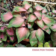 KWAK POH THONG Keladi MURAH Pokok Anak Ubi Caladium CHEAP Plant Bulb Cutting Thai Thailand ANYA ANYA