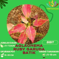 E-Katalog- Aglonema Ruby Garuda / Aglaonema Rubi Batik Merah