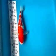 KOI BLITAR KOHAKU 28 cm. ~unchek~