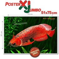 MERAH XJumbo ARTWORK SATWA Poster: ARWANA FISH - RED DRAGON #XJFJP617 - size 51 x 75 cm