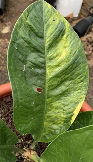 anthurium oxycarpum levis variegata (rare item