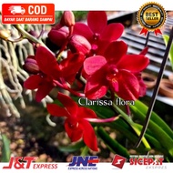 ( KNOP / SPIKE )  ANGGREK DENDROBIUM SUPER RED-sudah Knop/Spike-DENDROBIUM