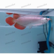 Miliki Ikan Arwana Super Red, Cek Deskripsi