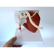 Human Skeleton Shoulder Carapace Belt Clavicle Muscle Model Skeleton Human Skeleton Joint Function L