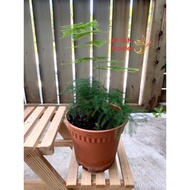 KF - Asparagus fern // Live Plant // KFTANGARDEN
