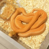 retic Golden tiger child phanthom albino