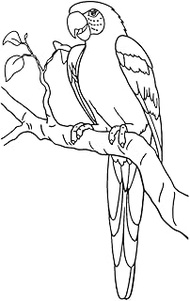 Semi-Permanent Tattoo,Parrot HC-BB-666,Parrot Tattoos,Water-Resistant,Resilience,Lasts 1-2 Weeks,Rea