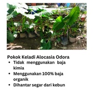 Pokok Keladi Telinga Gajah / Pokok Keladi Jumbo / Alocasia Odora