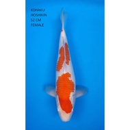 Koi Kohaku Import 52cm Ikan Koi Import Kohaku farm Hoshikin