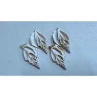 Xin Baby Bamboo Shoots Phoenix Snail Shell Slices Single Piece 20 Yuan 2 Pieces 30 Yuan