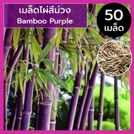 เมล็ดไผ่สีม่วง เมล็ดไผ่ ไผ่สีม่วง Purple Bamboo หายาก นำเข้า ( 20 / 50 เมล็ด )