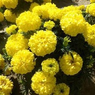 萬壽菊花卉種子黃色大花菊花種子四季易種室內盆栽花園觀賞花種籽