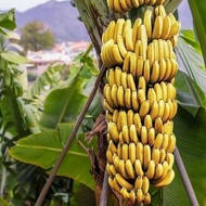 BIBIT PISANG AMBON SUPER UNGGUL KUNING ,BIBIT PISANG AMBON KUNING