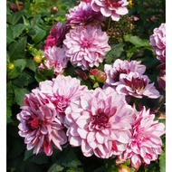 5 Biji Segar Benih Bunga Dahlia 'Creme de Cassis' Flower Dahlia Seed - 5 Seed