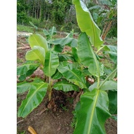 Anak Pokok Pisang Awak