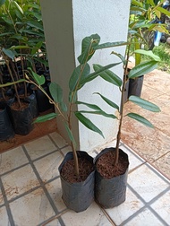 ต้นทุเรียนมูซันคิงชุด2ต้น121บาท4ต้น235บาท