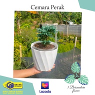 bonsai cemara sinensis (bahan bonsai sinensis mame)