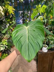 Philodendron ‘McDowell’ 麥克蔓綠絨 麥克道爾蔓綠絨