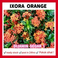 RINA • pokok Ixora orange • coccinea jejarum pecah periuk siantan seganding jantan Pokok bunga tumbu