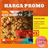 Paket Promo Telur Magot BSF Telur BSF Telur Maggot BSF Diskon