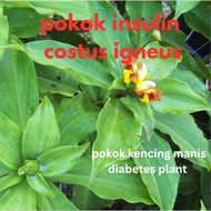 Indian insulin plant / pokok insulin utk kencing manis