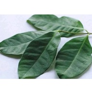 Bay Leaves