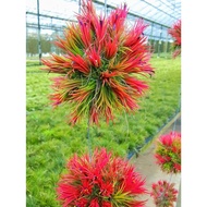 Air plant. Tillandsia Fuego
