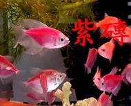 ~新鮮魚水族館~實體店面 螢光魚 虎斑 金磚 綠磚 紫磚 紅磚 藍磚 粉磚 可愛小觀賞魚 會群游 2條以上出貨