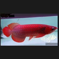 arwana super red size 40cm