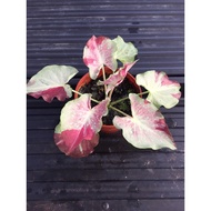 caladium_thai_hybrid