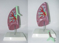 Mail human lungs. Trachea dissection model organ lung anatomy teaching medical specimens