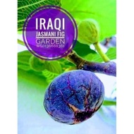 Keratan tin/fig: IRAQI.