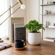 銅鑼燒花燭 白色斑點圓弧水泥盆栽 桌上型盆栽 觀葉植物 禮物