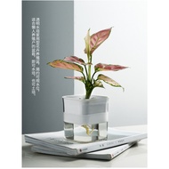 Transparent Vision Potted Flower Cultivation Pot Automatic Suction