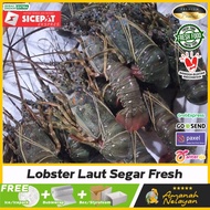 LOBSTER AIR LAUT 1kg Up isi 4-6 ekor/ Lobster Air Laut Segar