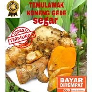 Fresh TEMULAWAK/Big KONENG And White TEMULAWAK PUTIH