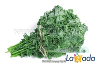 1KG Hạt Giống Cải Xoăn Kale Xanh (| C47*X42)