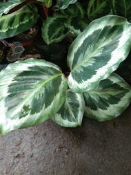 Calathea Shinestar, Indoor Plants, Established and Well Rooted, Uprooted Live Plants