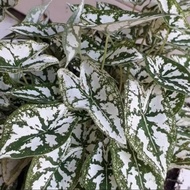 FAVORITE tanaman hias keladi mutiara / tanaman hias keladi mini