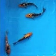 Bibit Ikan Hias Koi Utsuri Hitam Merah Size 5-7 cm Ikan Hias Air Tawar