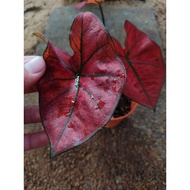 caladium..caladium..caladium