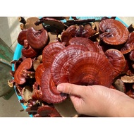 Ga2 Hoang Lien Sa Pa Ganoderma (100g)