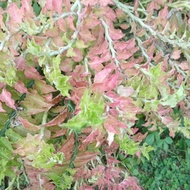 Green Devil Backbone/Europhorbia tithymaloides