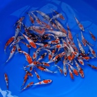 Ikan koi import jepang, ikan koi jepang bersertifikat grade B random