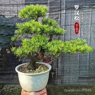 （现货）老桩罗汉松造型盆景镇宅雀舌米叶罗汉松庭院绿植四季常青室内好养