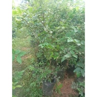 pokok Anggur Brazil Thai